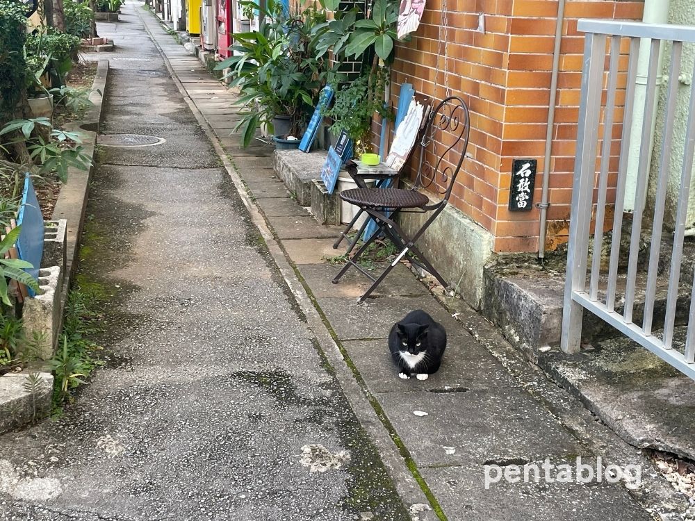 アンテルーム那覇　周辺　ねこ　猫