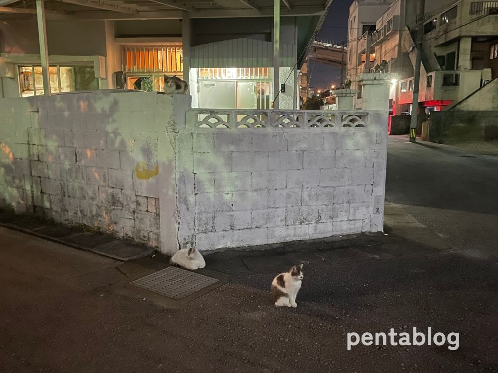 アンテルーム那覇　周辺　ねこ　猫